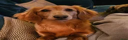 Miniature Dachshund dogs for stud: Stud Miniature Dachshund - Advert 3