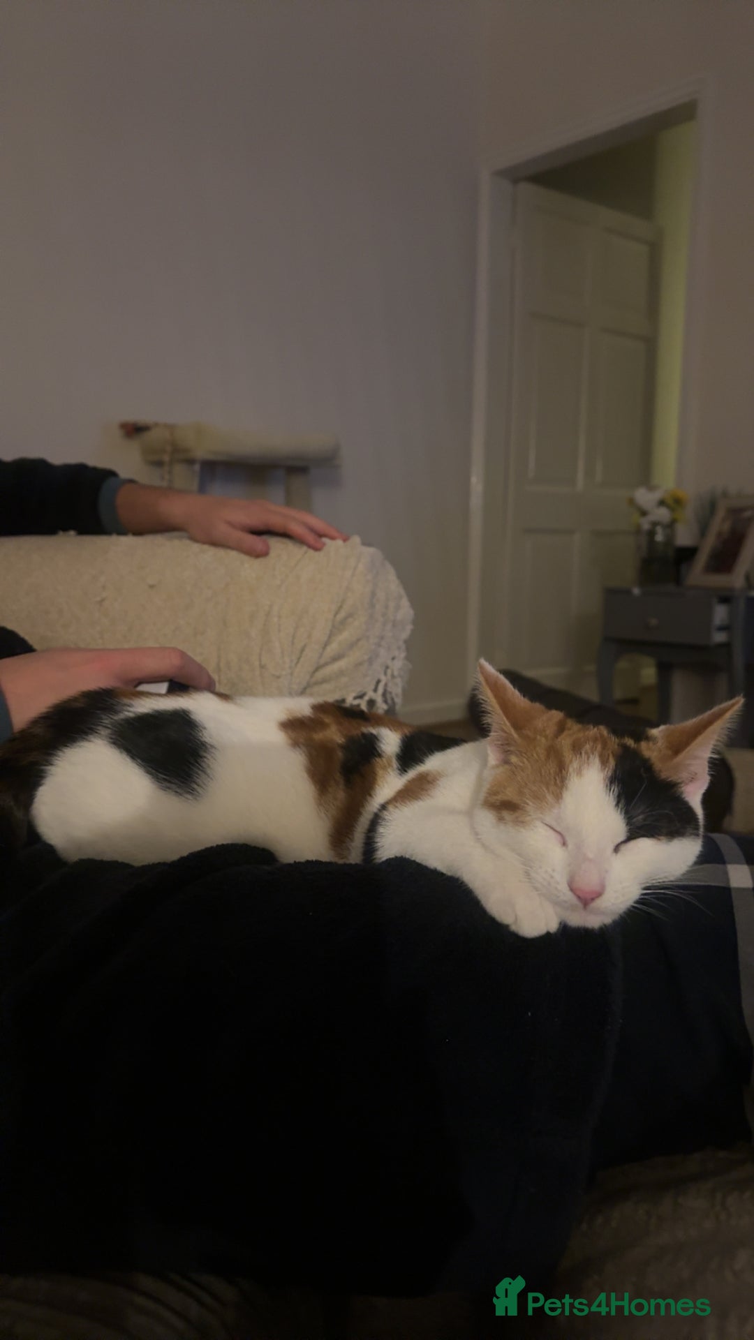 Domestic Shorthair cats for sale: Beautiful 7 month Calico  - Advert 5