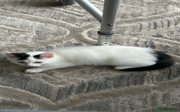 Domestic Shorthair cats for sale: One kitten and one cat (not related  - Image 2