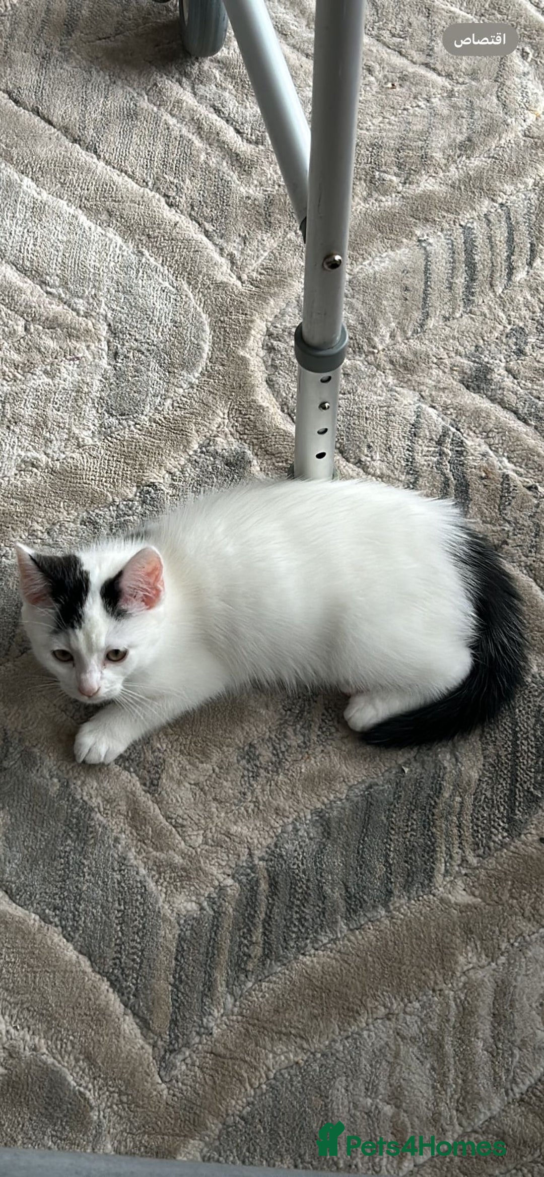 Domestic Shorthair cats for sale: One kitten and one cat (not related  - Image 2