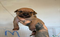 Mixed Breed dogs for sale: Deerhound greyhound lurcher pups  - Image 6