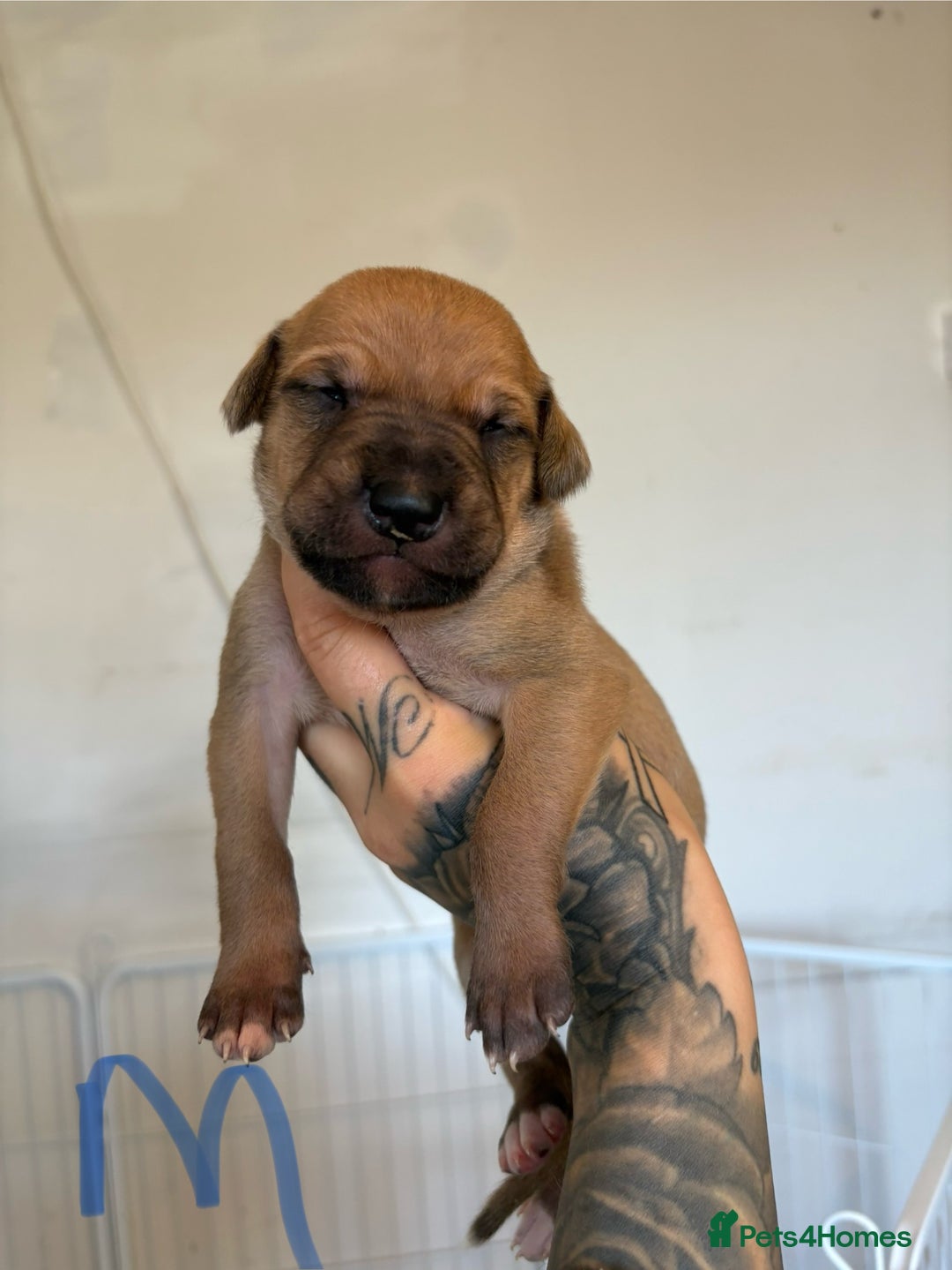 Mixed Breed dogs for sale: Deerhound greyhound lurcher pups  - Image 6