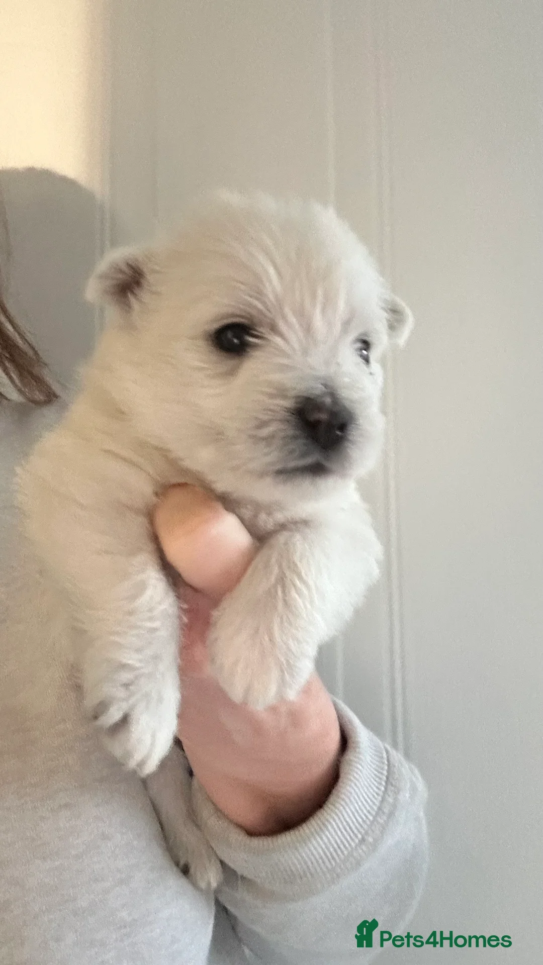 West Highland Terrier dogs for sale: Westies show quality pups ready 6.3.26 - Advert 14