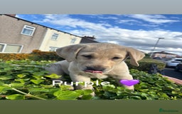 Labrador Retriever dogs for sale: Labrador retrievers  - Image 7