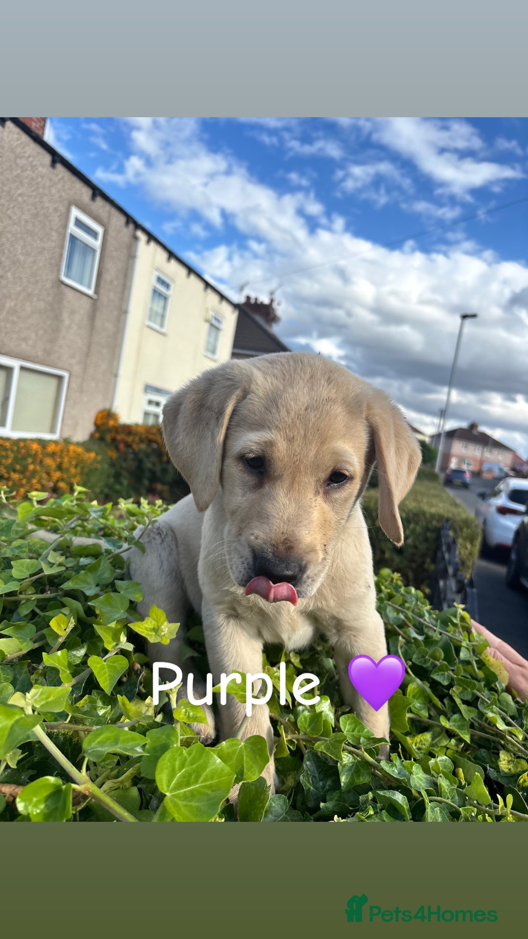 Labrador Retriever dogs for sale: Labrador retrievers  - Image 7