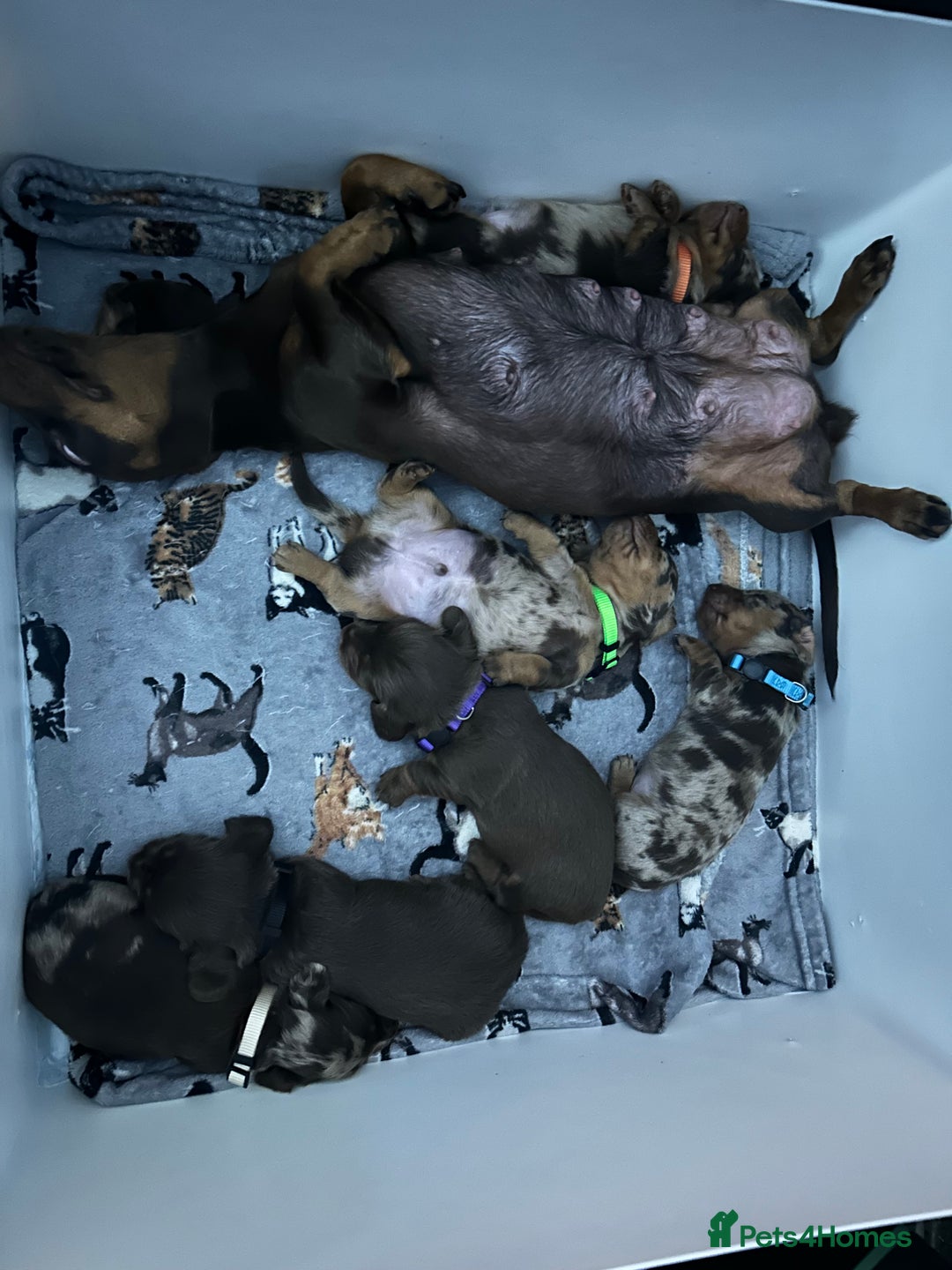 Miniature Dachshund dogs for sale: Chocolate Tan/dapple Miniature Dachsund - Image 14