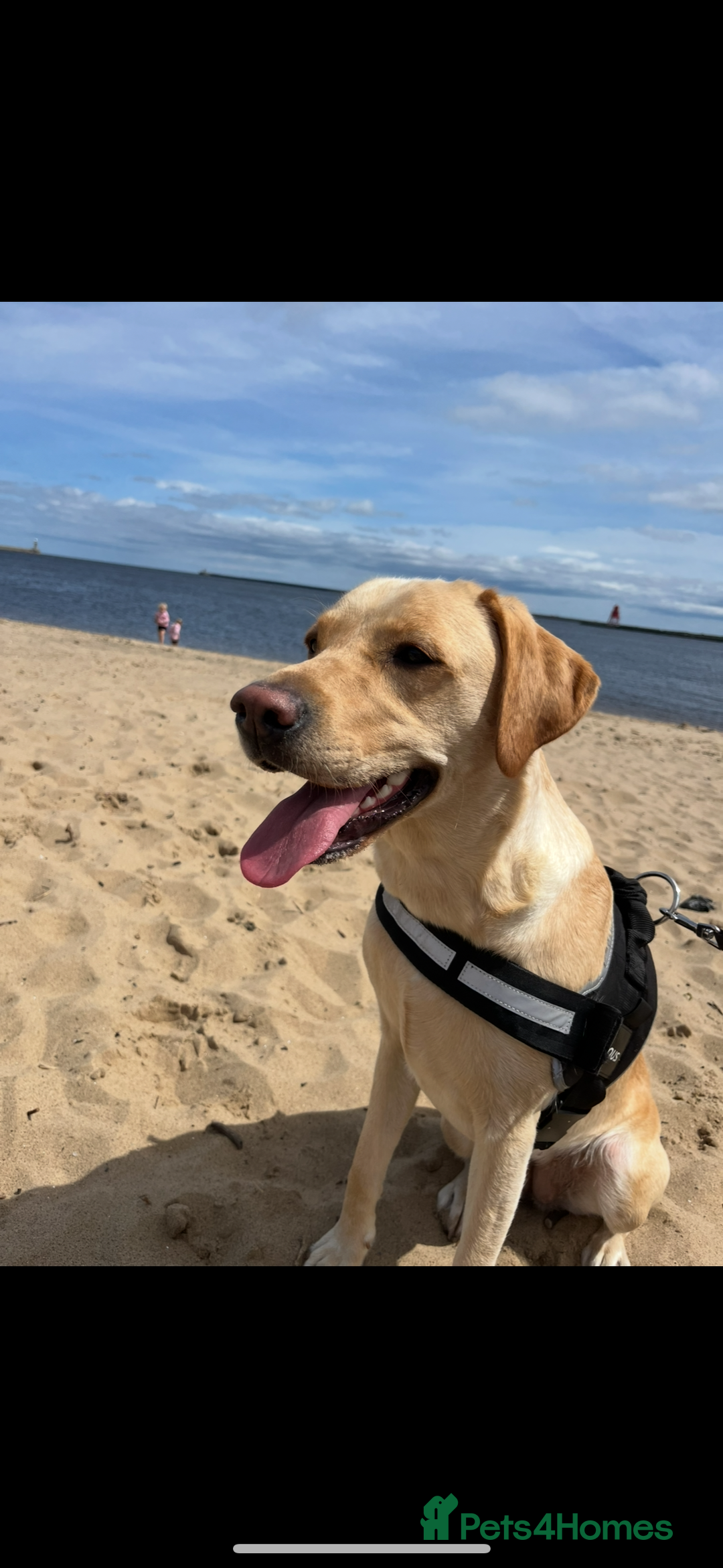 Labrador Retriever dogs for sale: KC RegisteredLabrador Puppies – Ready from 14/02 - Advert 13