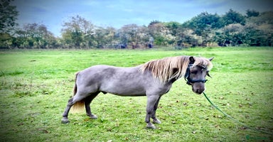 Miniature horses - Advert 4