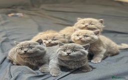 British Shorthair cats for sale: British shorthair blue and lilac  - Image 1