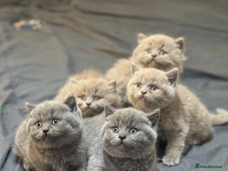 British Shorthair cats - Advert 28