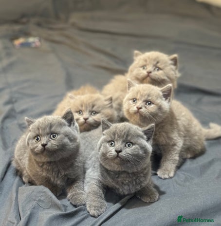 British Shorthair cats - Advert 8