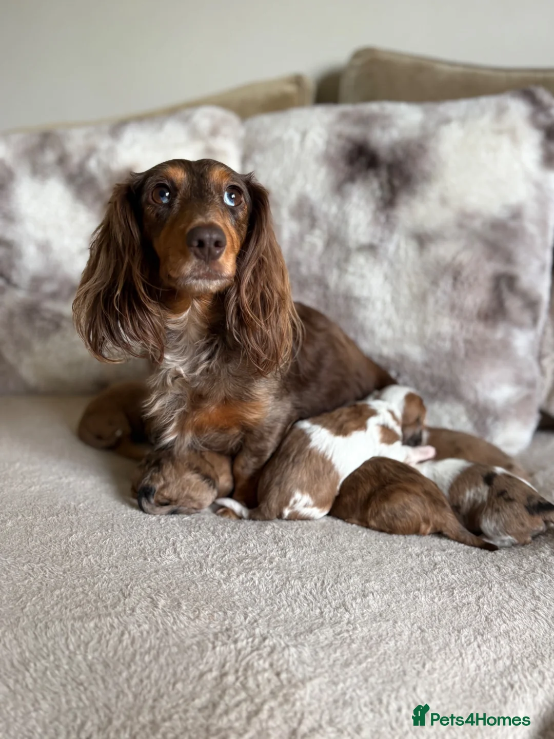 Miniature Dachshund dogs for sale: Miniature long Haird Dachshund  - Advert 2