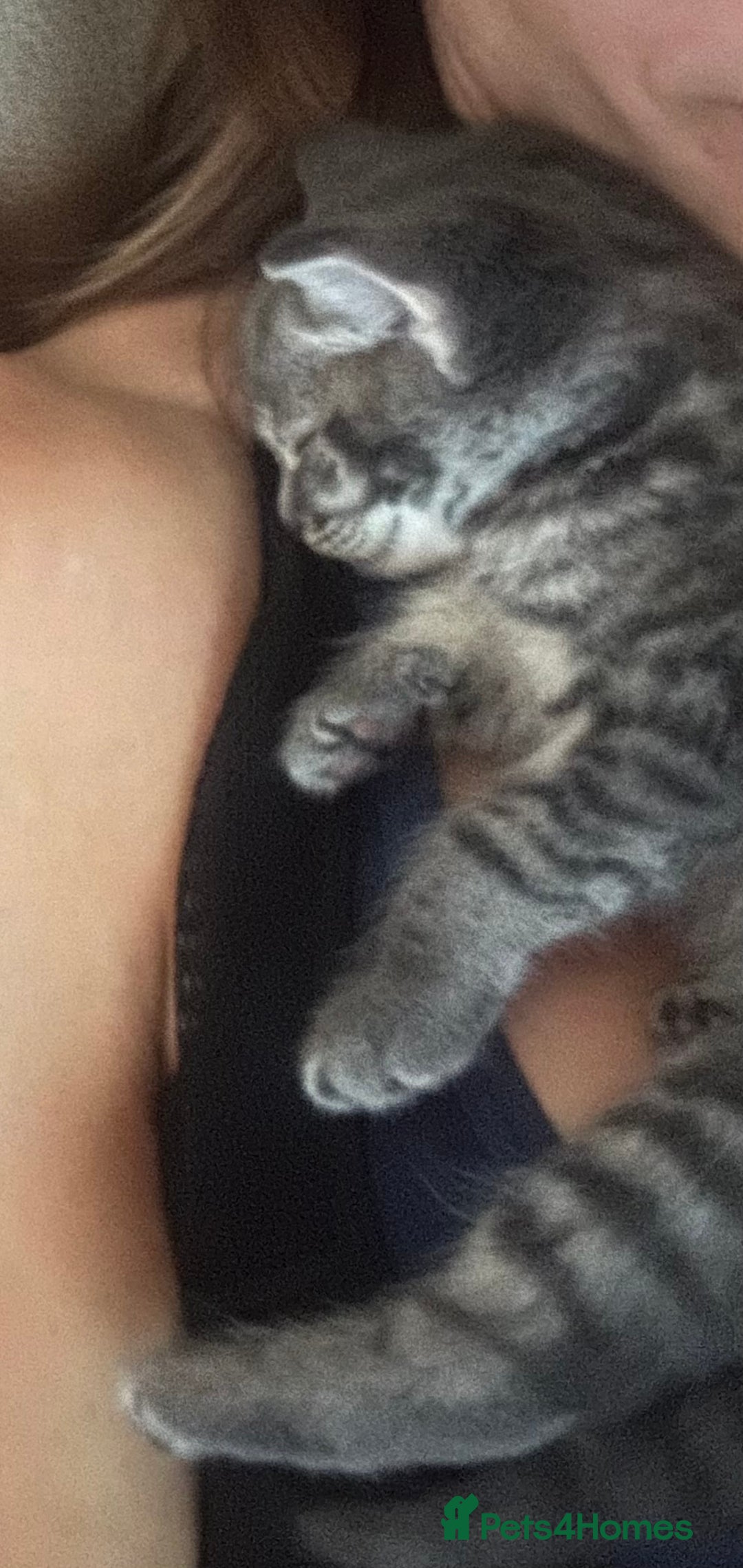 Mixed Breed cats for sale: 6 Of the cutest kittens ever !  - Image 12