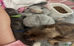 Mixed Breed dogs for sale: two blue & tan french weiners - Image 9