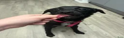 Patterjack dogs for sale: Stella in Maryport - Advert 1