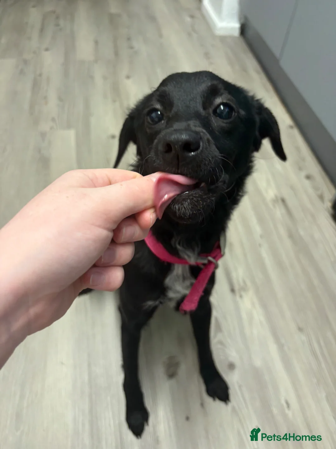 Patterjack dogs for sale: Stella in Maryport - Advert 1
