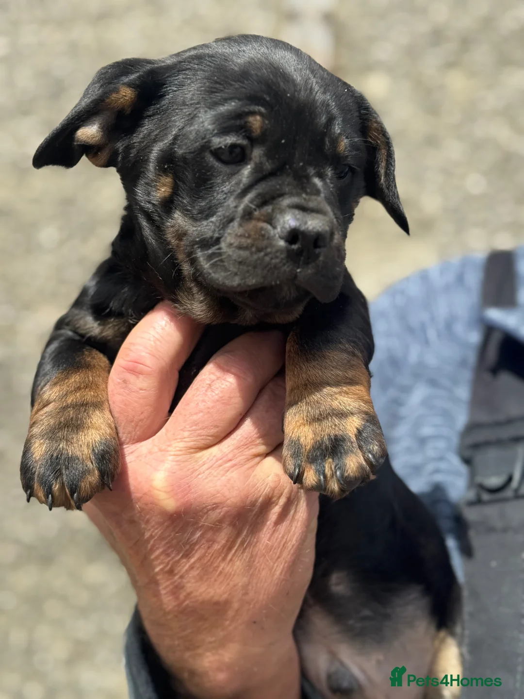 Mixed Breed dogs for sale: Gorgeous puppies in Falkirk - Advert 6