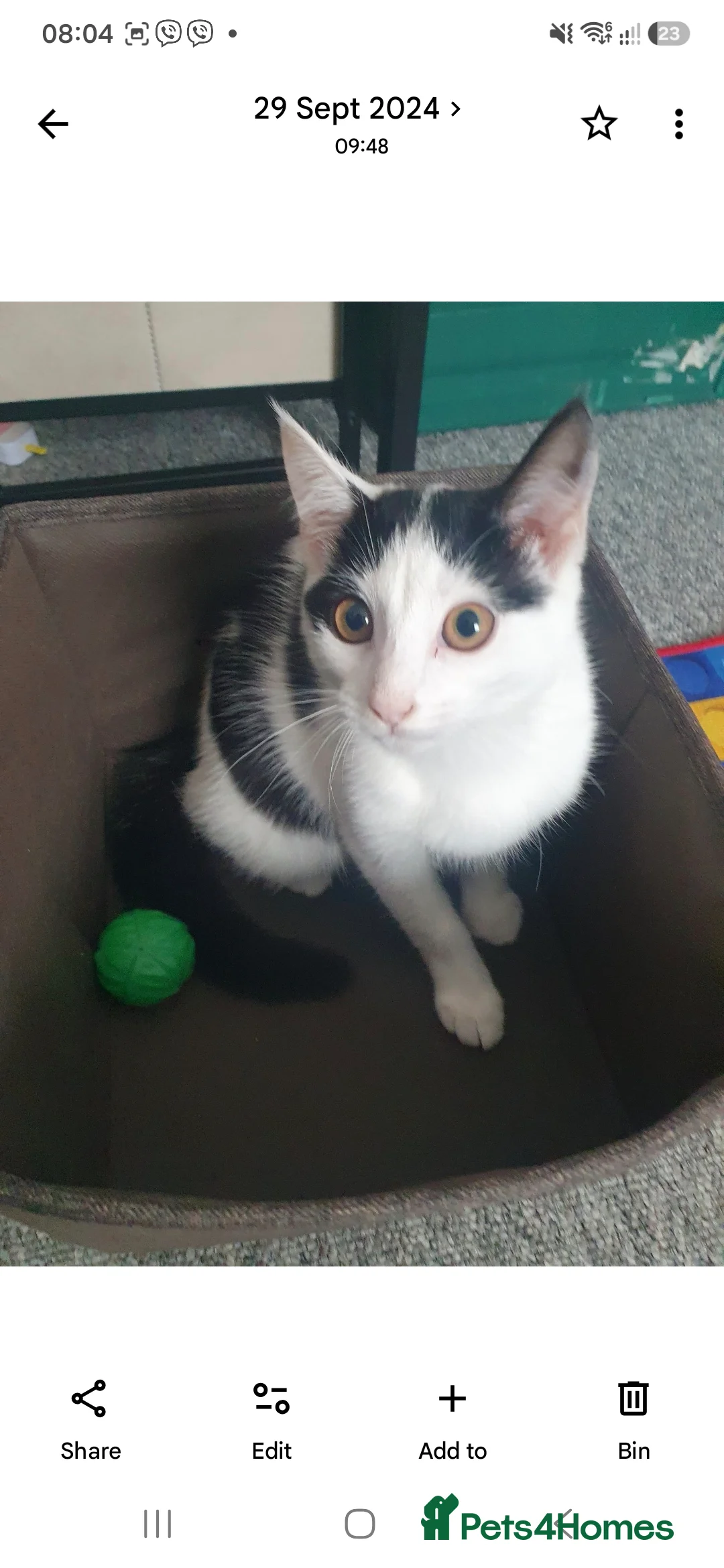 Mixed Breed cats for sale: Beautiful small cat in Eastbourne - Advert 2