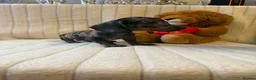 Miniature Dachshund dogs for sale: Miniature dachshund - Advert 9
