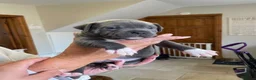Staffordshire Bull Terrier dogs for sale: Blue Staffordshire Bull Terrier Puppies - Advert 3