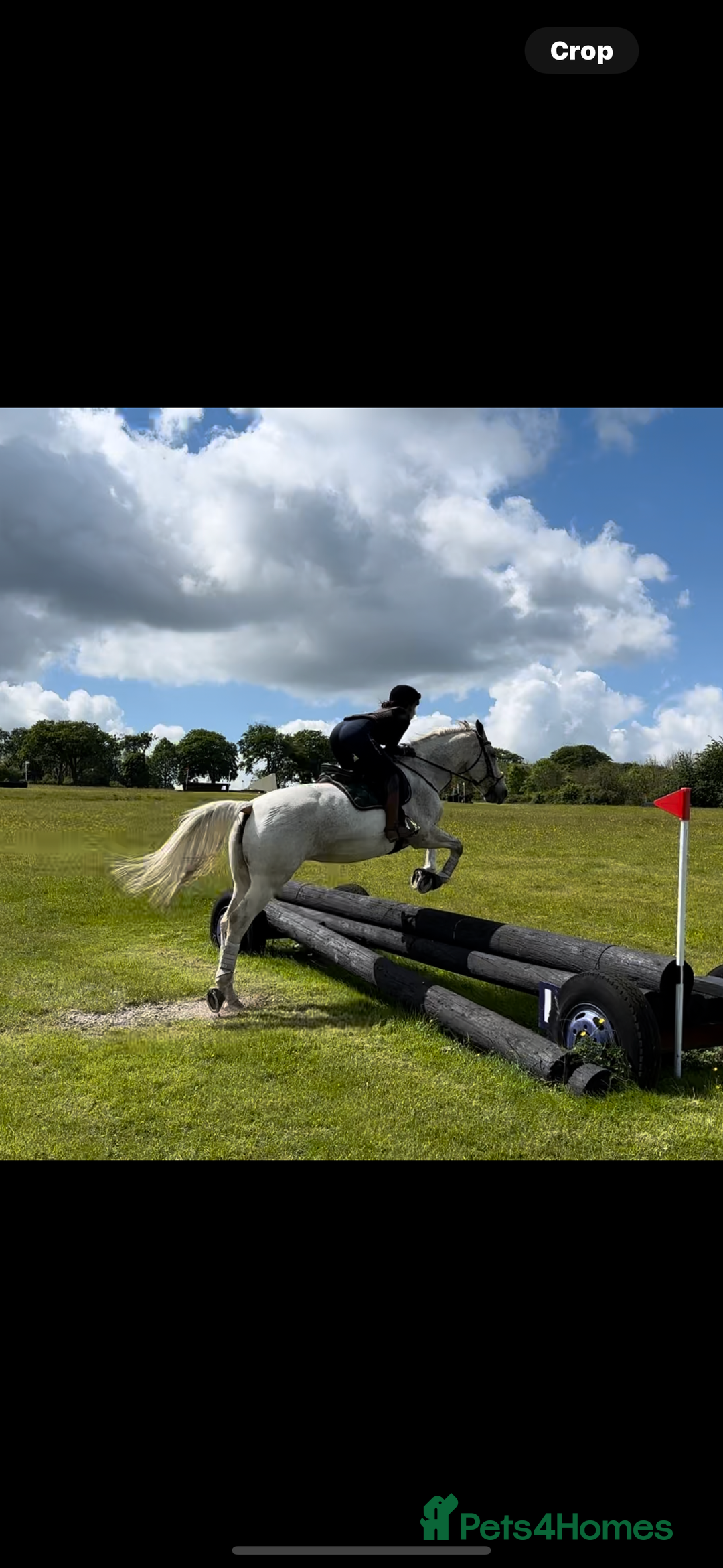 English Warmblood horses for sale: 16hh Schoolmistress  - Image 6