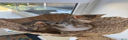 Mixed Breed cats for sale: Beautiful Tabby Kittens - Advert 3