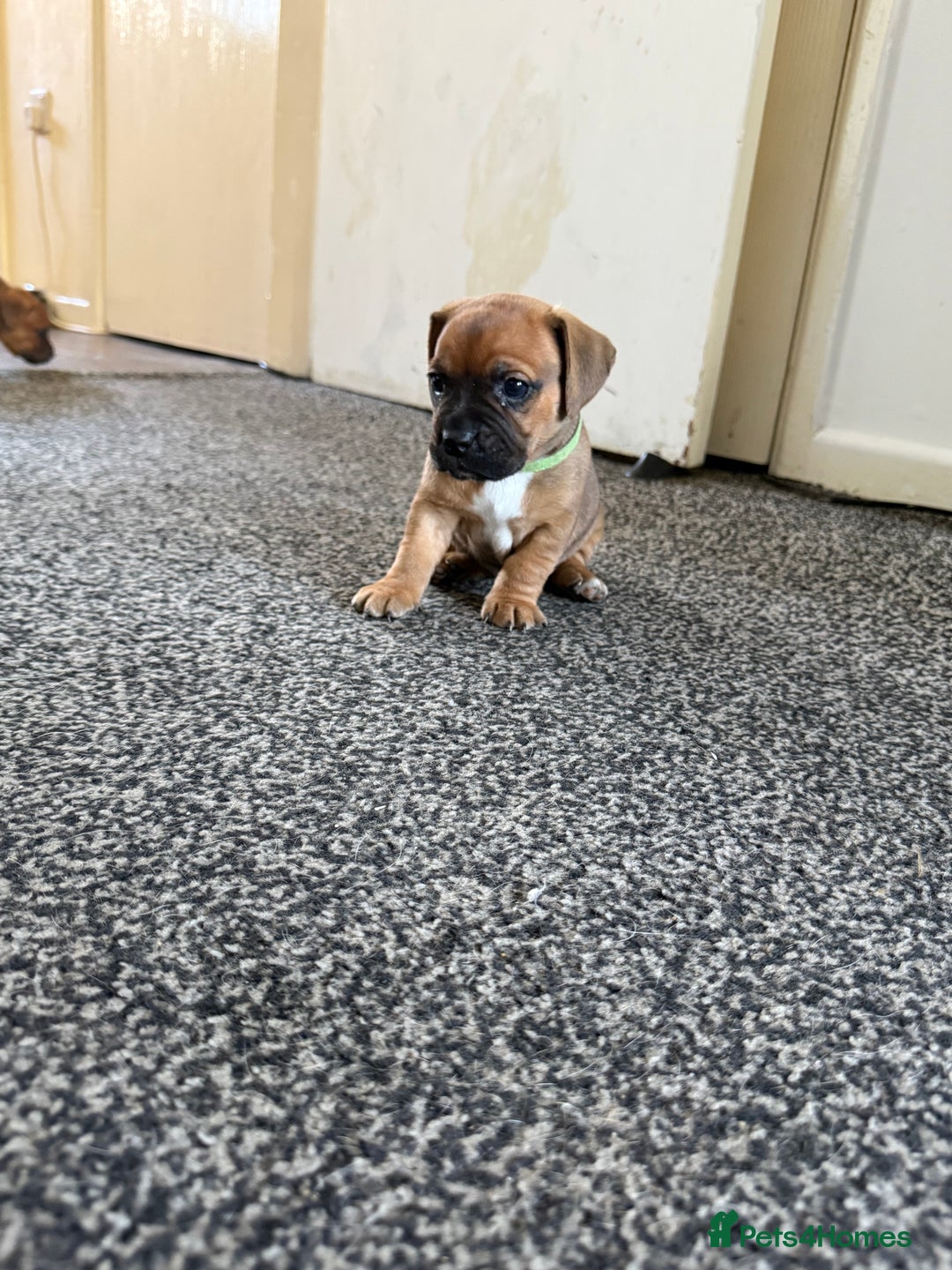 Mixed Breed dogs for sale: Mixed breed puppies  - Image 1