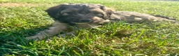 Cockapoo dogs for sale: Gorgeous F1 Cockapoo Puppies 🩷 - Advert 17
