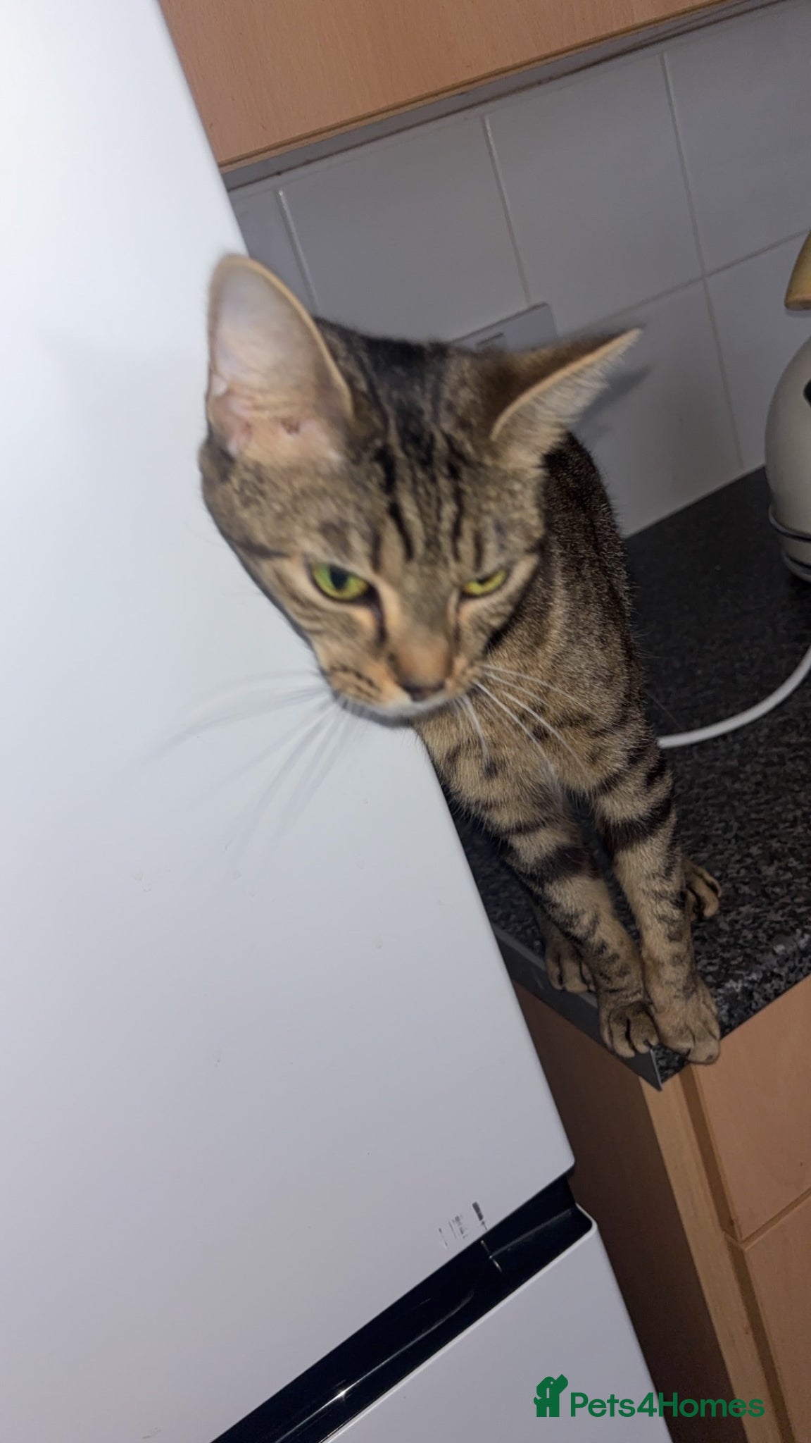 Mixed Breed cats i’m free!!!!! - Advert 3