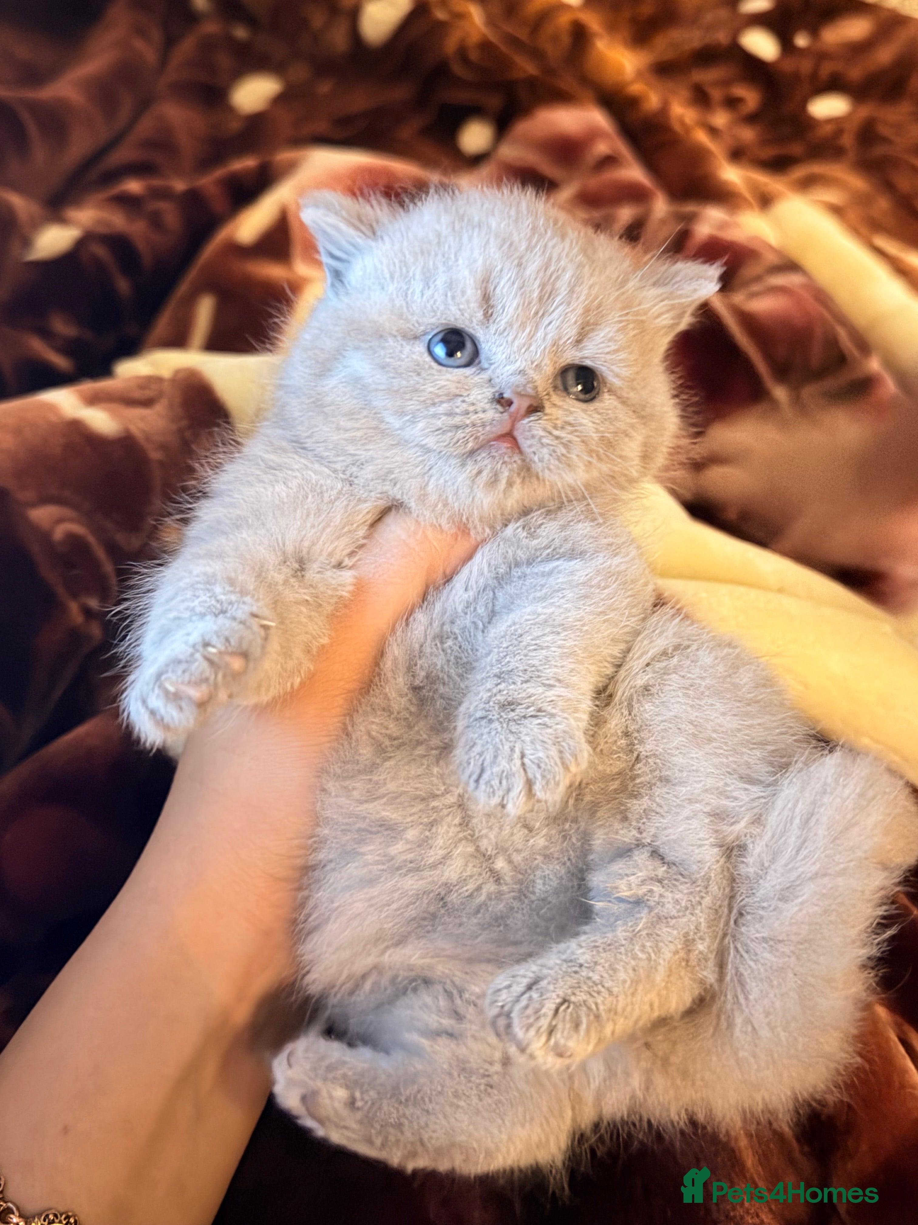 British Shorthair cats British Shorthair babies 💞💞💞 - Advert 1