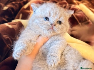 British Shorthair cats British Shorthair babies 💞💞💞 - Advert 5