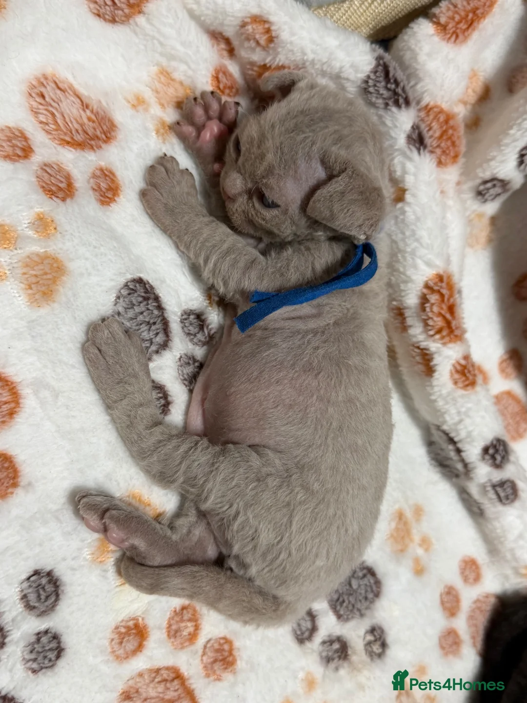 Devon Rex cats for sale: 💕 Adorable Devon Rex Kittens  - Advert 4
