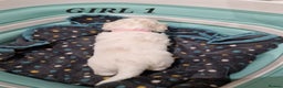 Shih Tzu dogs for sale:  2 lovely girls Shih Tzu Puppies!  - Advert 12