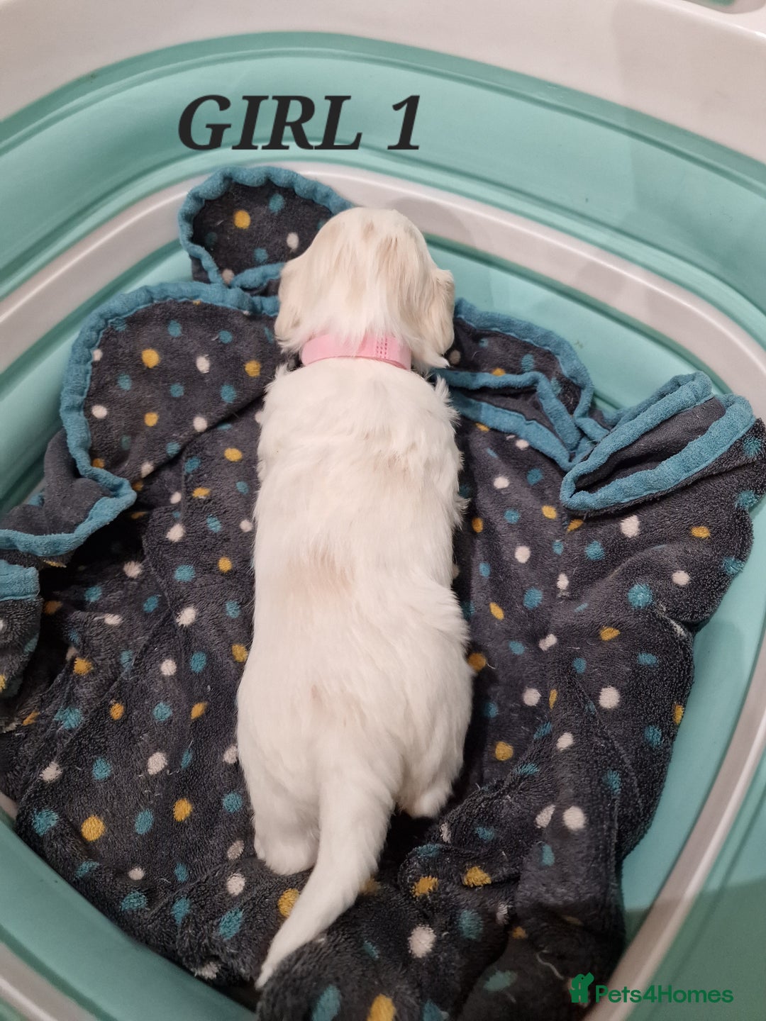 Shih Tzu dogs for sale:  2 lovely girls Shih Tzu Puppies!  - Advert 12