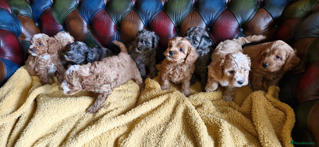 Cavapoo dogs for sale: Gorgeous f1b Cavapoo puppys.Health tested parents  - Image 31