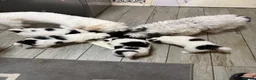 Mixed Breed dogs for sale: Bichon Maltese - Advert 2