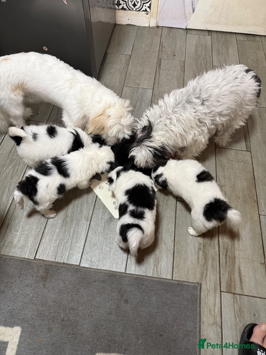 Mixed Breed dogs for sale: Bichon Maltese - Advert 2