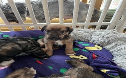 Mixed Breed dogs for sale: Schnackadoodles (Mini Schnauzer X Jackadoodle) - Image 10