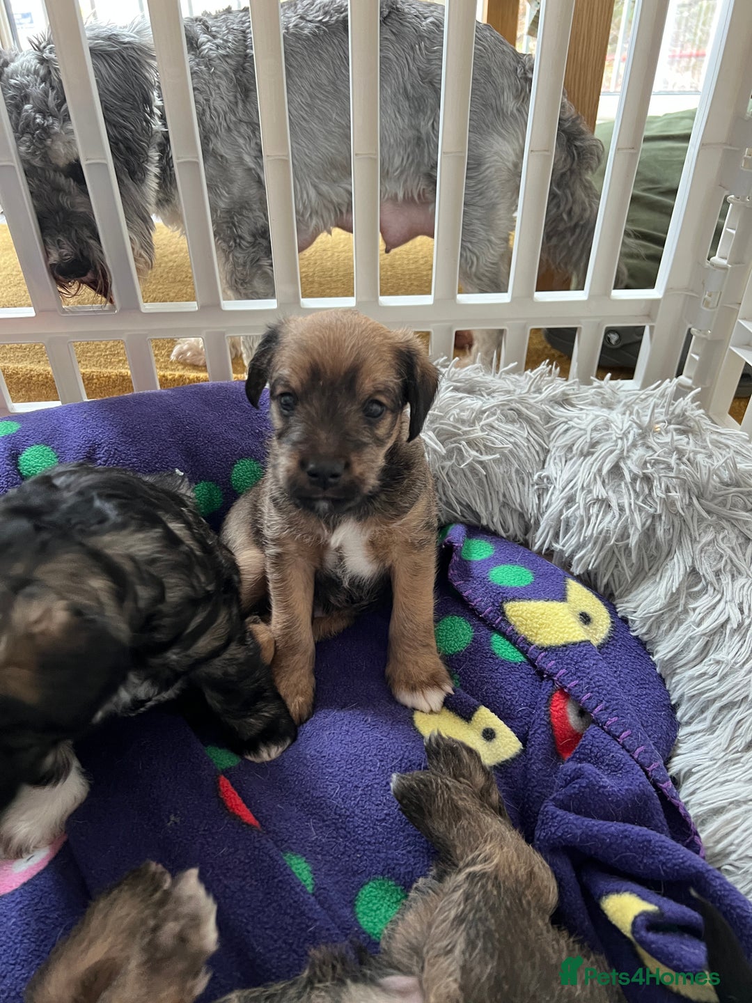 Mixed Breed dogs for sale: Schnackadoodles (Mini Schnauzer X Jackadoodle) - Image 10