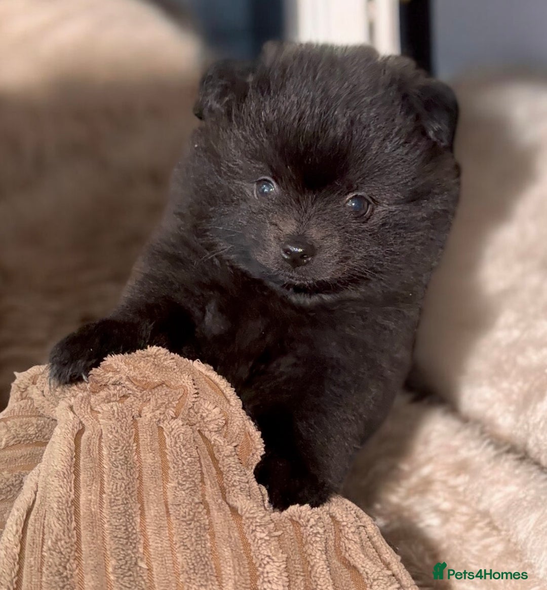Pomeranian dogs for sale: Black Pomeranian Boy looking for his forever home - Advert 1