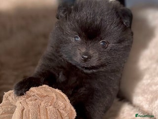 Pomeranian dogs Black Pomeranian Boy looking for his forever home - Advert 2