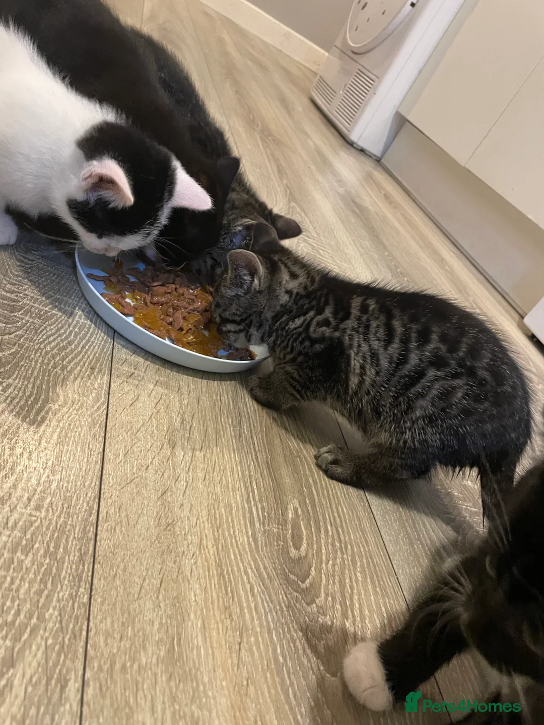 Mixed Breed cats for sale: 1 boy and 3 girls  - Advert 24