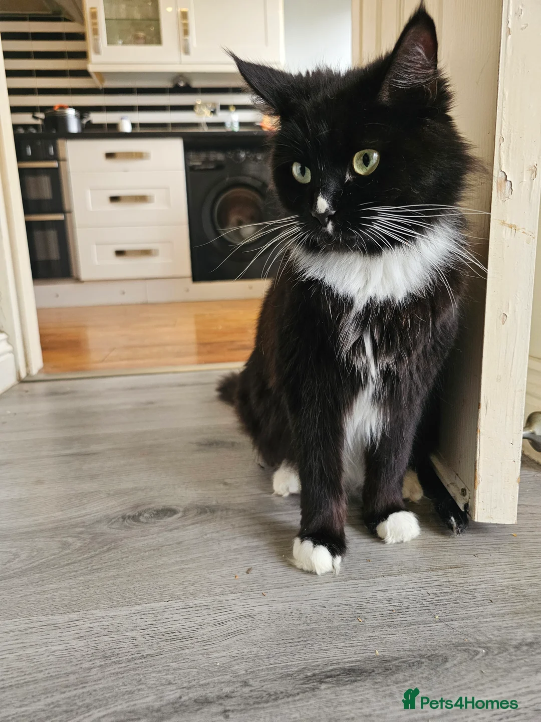 Maine Coon cats for sale: Maine Coon Kittens – Ready After 28th February 🐾 - Advert 5