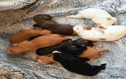 Cocker Spaniel dogs for sale: Stunning Working Cocker Spaniel Pups F1B  - Image 1