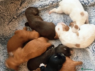 Cocker Spaniel dogs - Advert 14