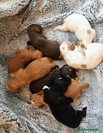 Cocker Spaniel dogs - Advert 1