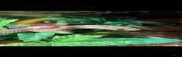 Corn Snake reptiles for sale: Coal the corn snake - Advert 1
