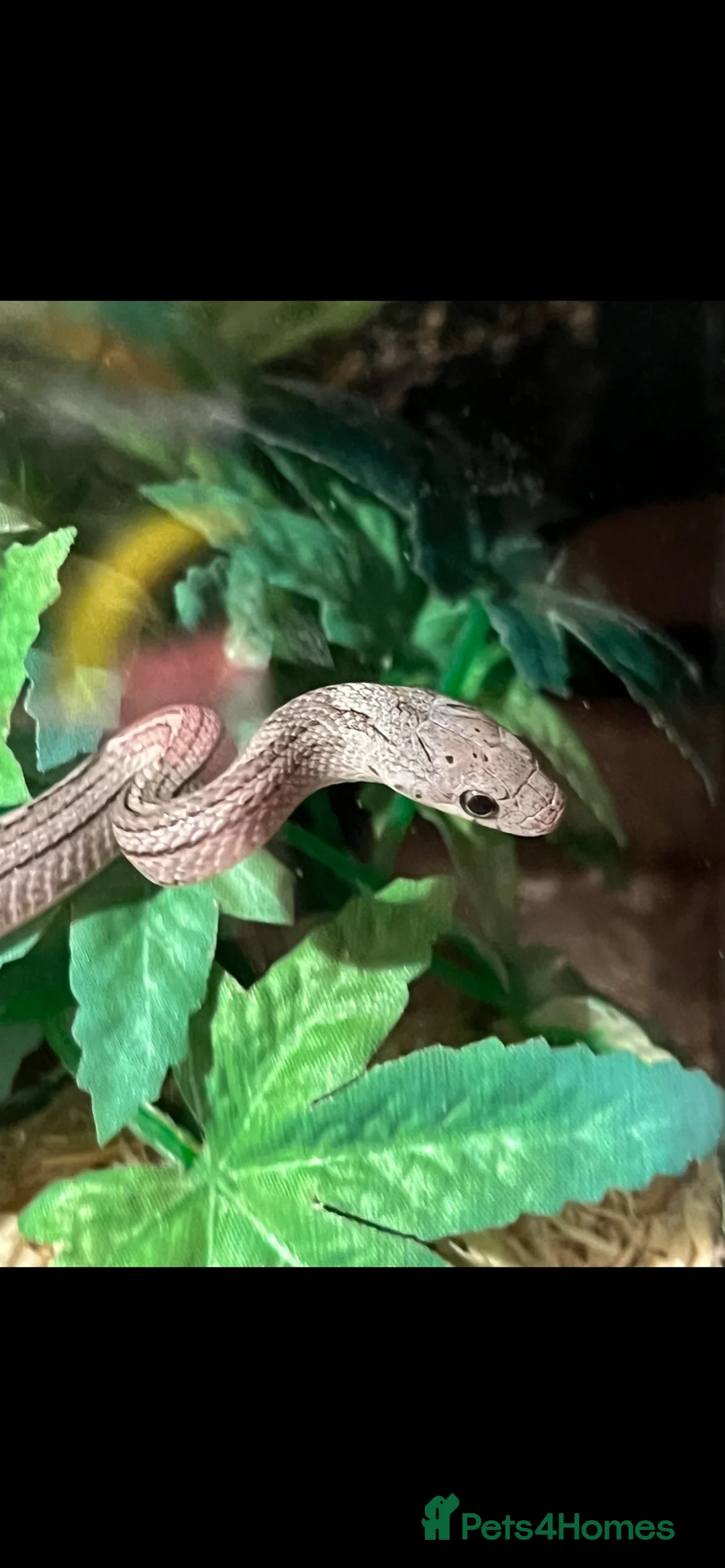 Corn Snake reptiles for sale: Coal the corn snake - Advert 1