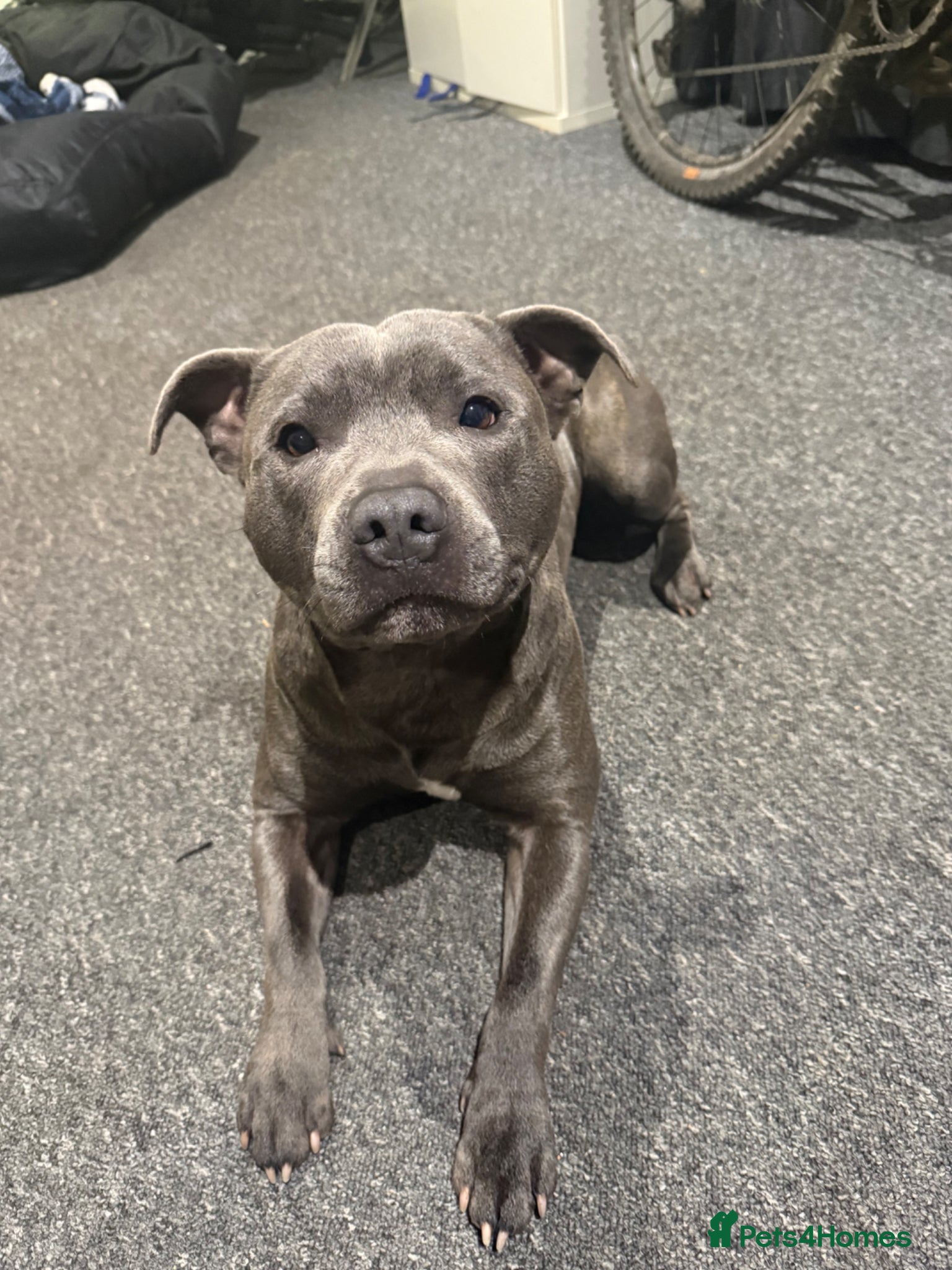 Staffordshire Bull Terrier dogs Blue Staffordshire bull terrier for stud💙 - Advert 4