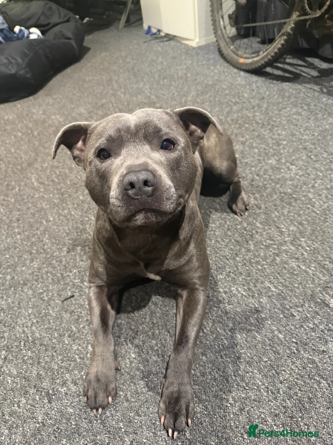 Staffordshire Bull Terrier dogs for stud: Blue Staffordshire bull terrier for stud💙 - Advert 1